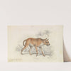Dhole of Ceylon (1837) by Charles Hamilton Smith