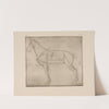 Diagram of horse with lines of anatomy marked by P. &amp; D. Colnaghi