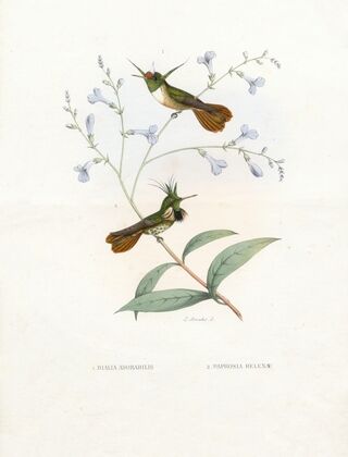 Diana Adorabilis, Paphosa Helenae (1874-1877)