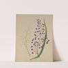 [Dianella intermedia (Ink plant) by Sarah Featon