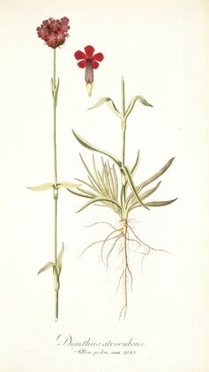 Dianthus atrorubens