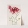 Dianthus cincinnatus by Charles Antoine Lemaire