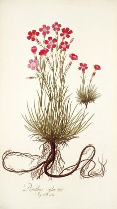 Dianthus sylvestris