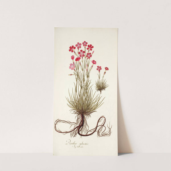 Dianthus sylvestris by Nikolaus Joseph Freiherr von Jacquin