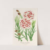 Dianthus Verschaffeltii by Charles Antoine Lemaire