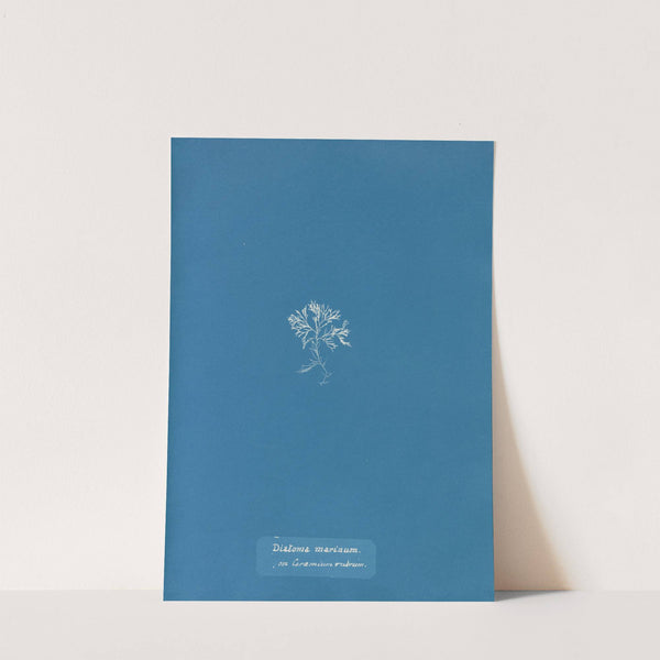Diatoma marinum, on Ceramium rubrum by Anna Atkins