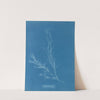 Dichloria viridis. by Anna Atkins