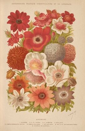 Dictionnaire pratique d’horticulture Pl.02 (1893)