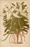Dictionnaire pratique d’horticulture Pl.03 (1893)