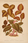 Dictionnaire pratique d’horticulture Pl.04 (1893)