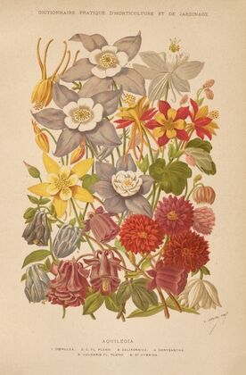 Dictionnaire pratique d’horticulture Pl.05 (1893)