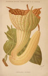 Dictionnaire pratique d’horticulture Pl.06 (1893)