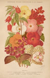 Dictionnaire pratique d’horticulture Pl.07 (1893)