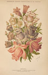 Dictionnaire pratique d’horticulture Pl.09 (1893)