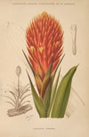 Dictionnaire pratique d’horticulture Pl.10 (1893)