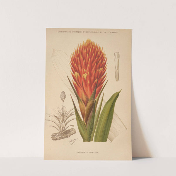 Dictionnaire pratique d&#8217;horticulture Pl.10 (1893) by George Nicholson