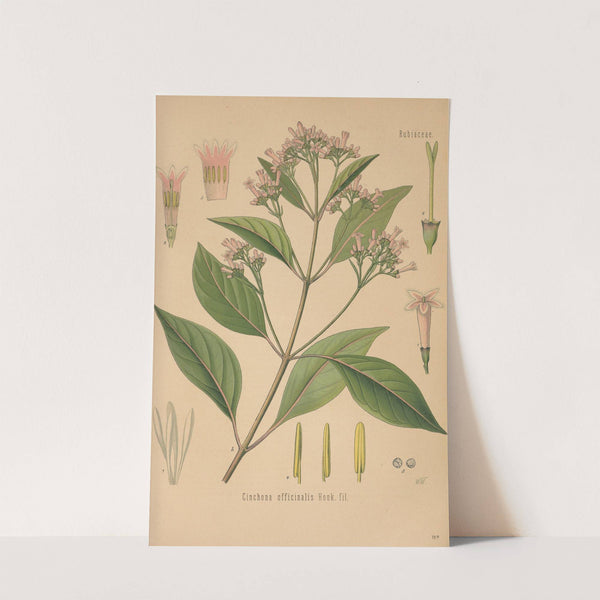 Dictionnaire pratique d&#8217;horticulture Pl.11 (1893) by George Nicholson