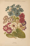 Dictionnaire pratique d’horticulture Pl.12 (1893)