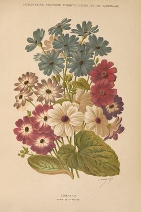 Dictionnaire pratique d’horticulture Pl.12 (1893)
