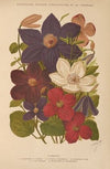 Dictionnaire pratique d’horticulture Pl.13 (1893)