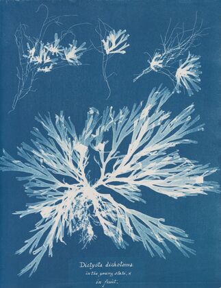 Dictyota dichotoma, in the young state; and in fruit