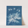 Dictyota dichotoma, in the young state; and in fruit by Anna Atkins