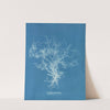 Dictyota dichotoma, β intricata (1843-1853) by Anna Atkins