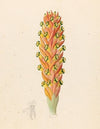 Didinamia angiosperma [Harveya hyobanchoides]