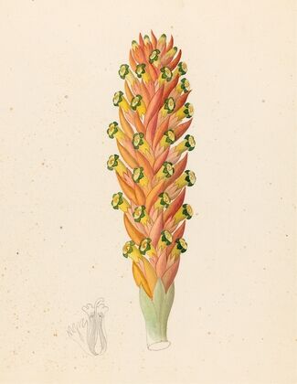 Didinamia angiosperma [Harveya hyobanchoides]
