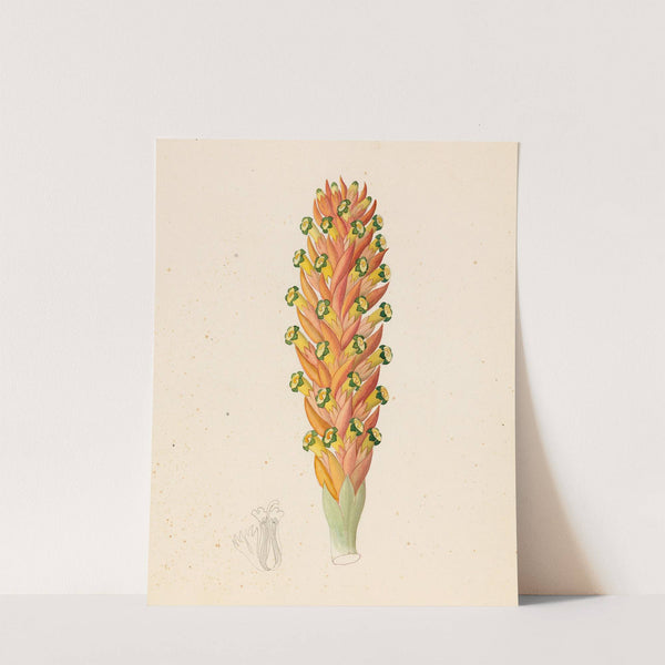 Didinamia angiosperma [Harveya hyobanchoides] by Clemenz Heinrich Wehdemann