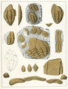 Die crustaceen der böhmischen kreideformation Pl. 1