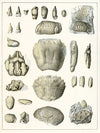 Die crustaceen der böhmischen kreideformation Pl. 10