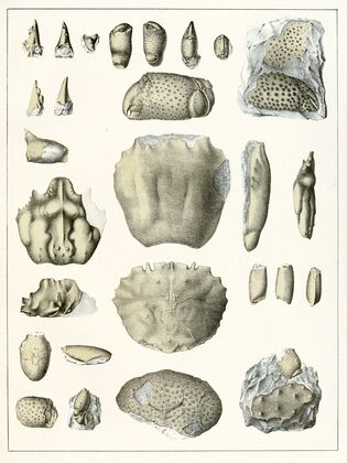 Die crustaceen der böhmischen kreideformation Pl. 10
