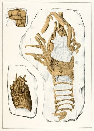 Die crustaceen der böhmischen kreideformation Pl. 2