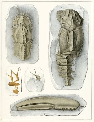 Die crustaceen der böhmischen kreideformation Pl. 3
