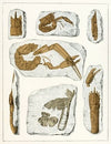Die crustaceen der böhmischen kreideformation Pl. 4