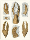 Die crustaceen der böhmischen kreideformation Pl. 6