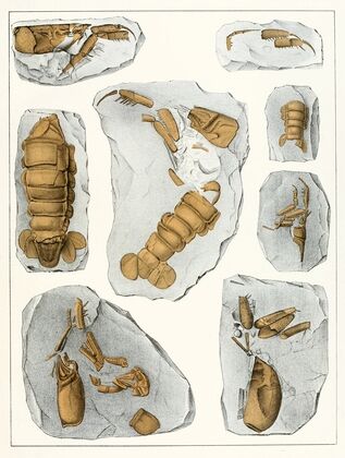 Die crustaceen der böhmischen kreideformation Pl. 8