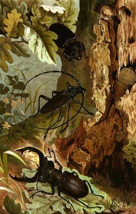 Die Insekten, Tausendfüssler und Spinnen Pl 05