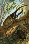 Die Insekten, Tausendfüssler und Spinnen Pl 06