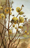 Die Insekten, Tausendfüssler und Spinnen Pl 07