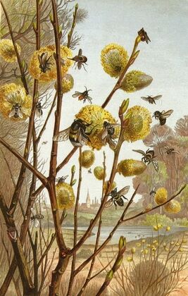 Die Insekten, Tausendfüssler und Spinnen Pl 07