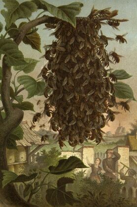 Die Insekten, Tausendfüssler und Spinnen Pl 08