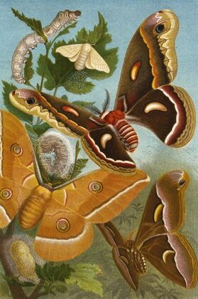 Die Insekten, Tausendfüssler und Spinnen Pl 11