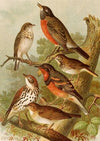 Die Nordamerikanische Vogelwelt pl02 (1891)
