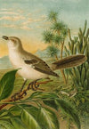 Die Nordamerikanische Vogelwelt pl04