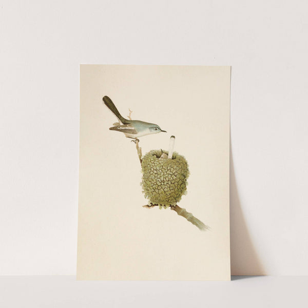 Die Nordamerikanische Vogelwelt pl07 by Robert Ridgway