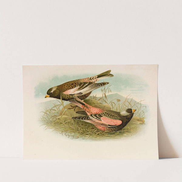 Die Nordamerikanische Vogelwelt pl23 by Robert Ridgway