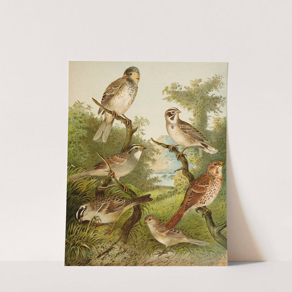 Die Nordamerikanische Vogelwelt pl25 by Christian Anton Goering