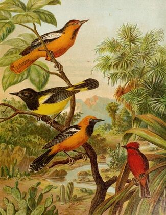 Die Nordamerikanische Vogelwelt pl31